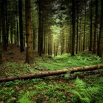 Perkame miškus naudingomis sąlygomis